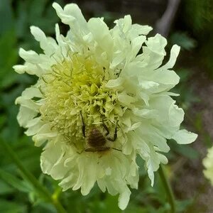 Cephalaria Gigantea Flower Seeds for Planting – Heirloom Non-GMO High Germination