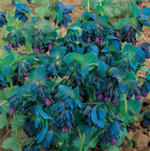 cerinthe major flower seeds