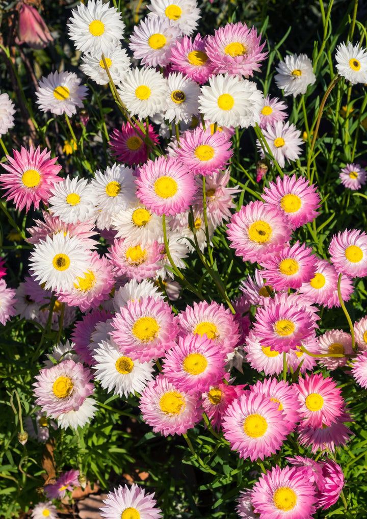 Mixed Chamomile Flower Seeds – Heirloom, Non-GMO, High Germination Seeds