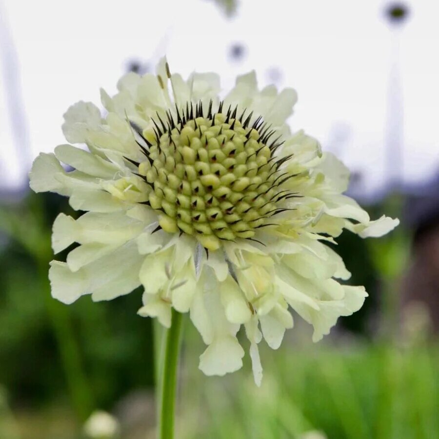 Cephalaria Gigantea Flower Seeds for Planting – Heirloom Non-GMO High Germination