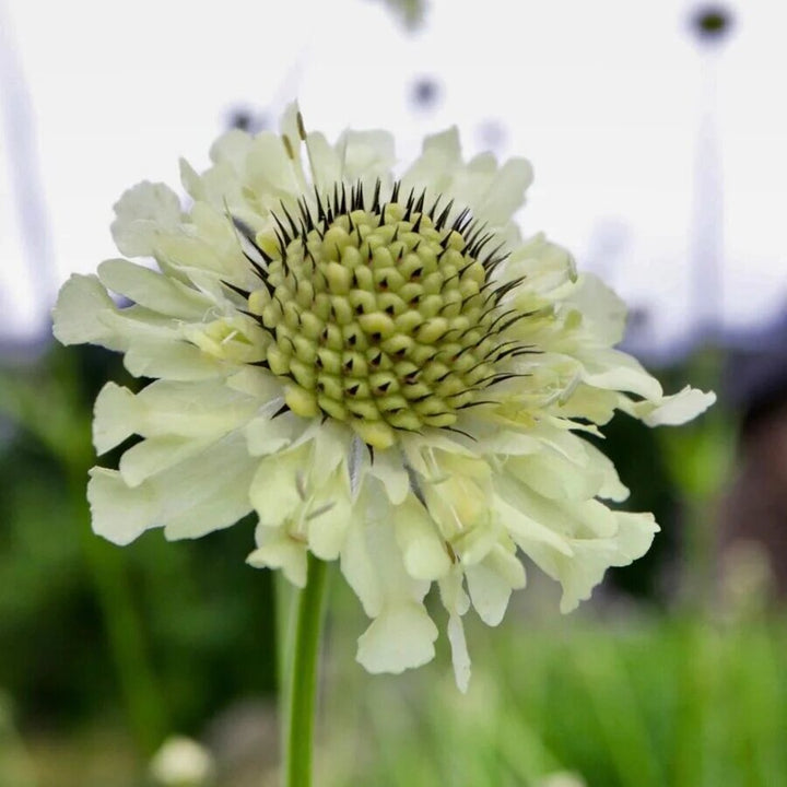 Cephalaria Gigantea Flower Seeds for Planting – Heirloom Non-GMO High Germination