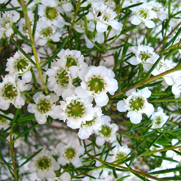 Semillas de flores de Chamelaucium blanco para plantar – Semillas reliquia no transgénicas de alta germinación