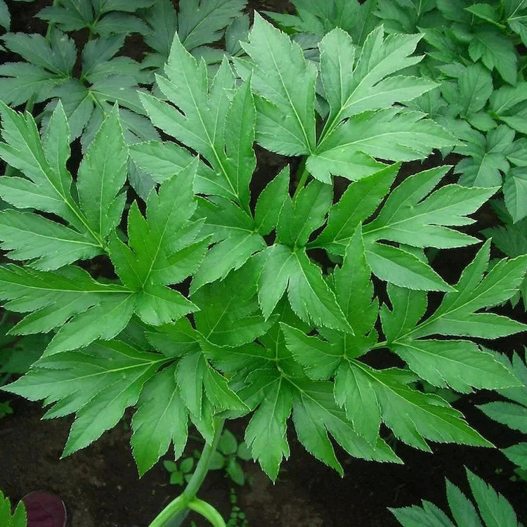 Heirloom Non-GMO Tomorrow’s Leaf (Ashitaba) Seeds for Planting – High Germination Organic Garden Seeds