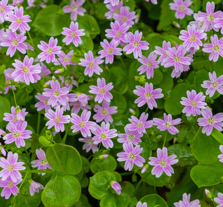 Pink Claytonia Flower Seeds – Heirloom, Non-GMO, High Germination Organic Garden Seeds