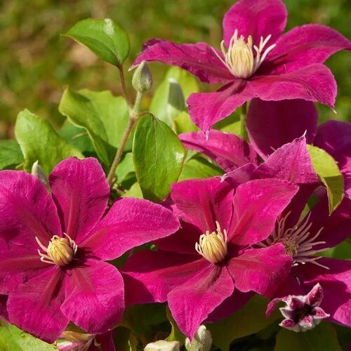 Giant Clematis Flower Seeds Pink – Heirloom, Non-GMO, High Germination Organic Garden Seeds for Planting