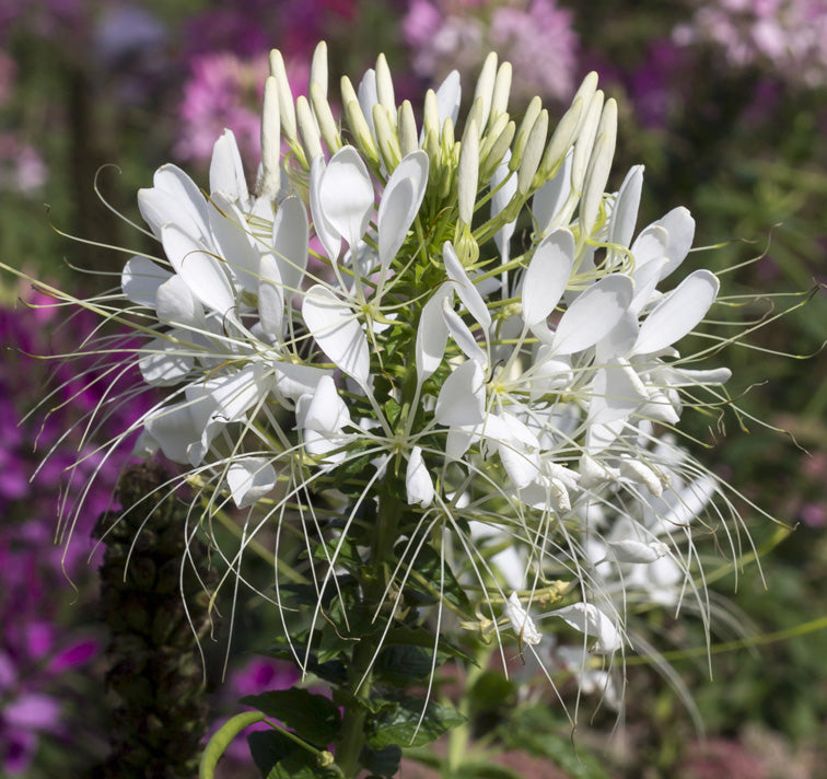 Cleome Flower Seeds White for Planting – Heirloom Non-GMO High Germination Seeds