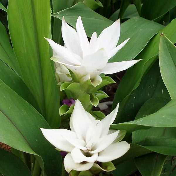 White Curcuma Flower Seeds – Heirloom Non-GMO High Germination Garden Seeds