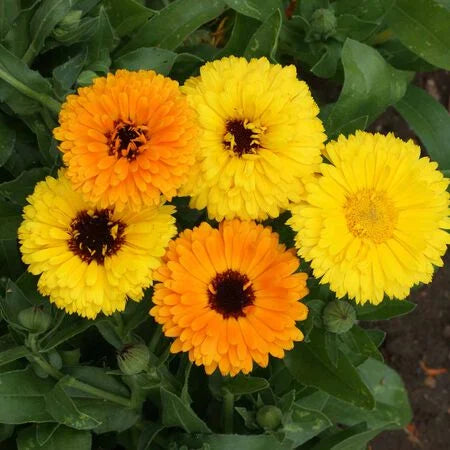 Fiesta Gitana Calendula heirloom non-GMO garden seeds for planting with vibrant orange and yellow blooms growing naturally in a home garden