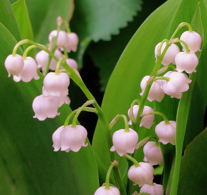 Lily of the Valley Flower Seeds Pink – Seeds for Planting, Heirloom, Non-GMO, High Germination Organic Garden Seeds