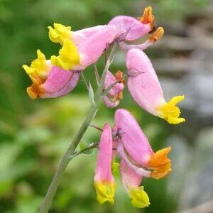 Pink Yellow Corydalis Flower Seeds for Planting – Heirloom Non-GMO Seeds
