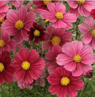 cosmos antiquity flower seeds
