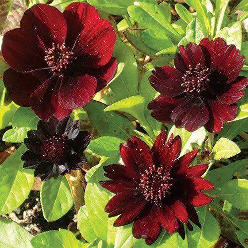 Maroon Cosmos Flower Seeds for Planting – Heirloom Non-GMO High Germination Seeds