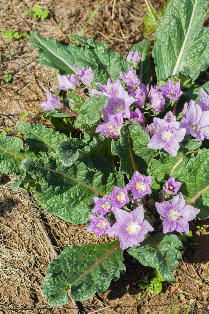 Mandragora Flower Seeds – Heirloom, Non-GMO, High Germination Seeds