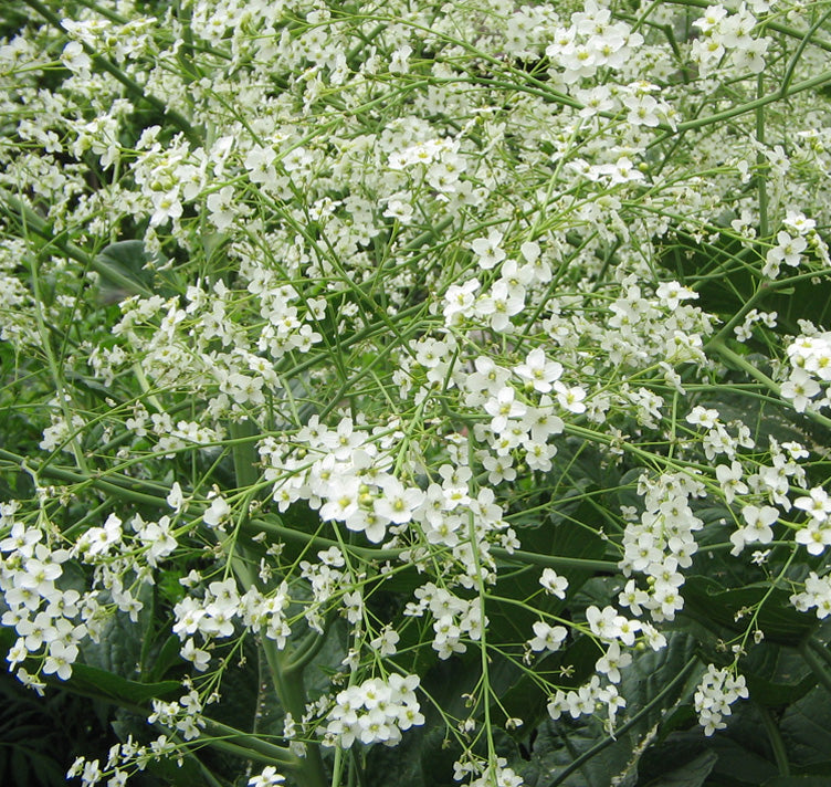 Crambe cordifolia Flower Seeds for Planting – Heirloom Non-GMO High Germination