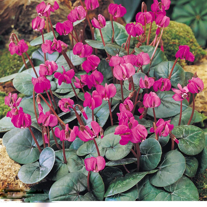 Cyclamen Flower Seeds Pink – Heirloom Non-GMO High Germination Seeds