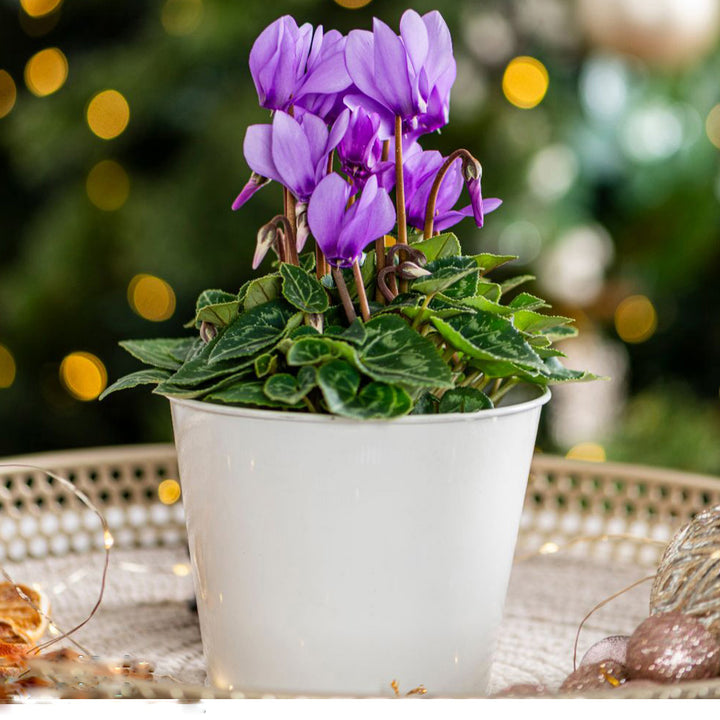 Purple Cyclamen Flower Seeds for Planting Heirloom Non-GMO High Germination Organic Garden Seeds