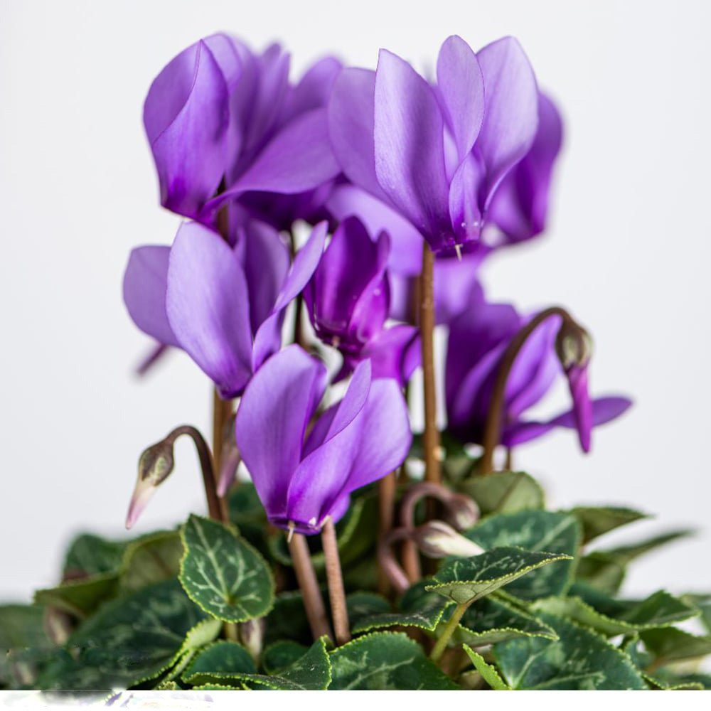 Purple Cyclamen Flower Seeds for Planting Heirloom Non-GMO High Germination Organic Garden Seeds