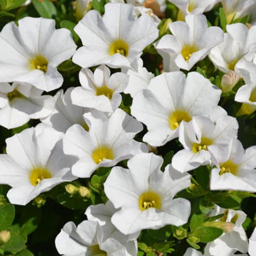 White Calibrachoe Flower Seeds – Heirloom, Non-GMO, High Germination, Organic Garden Seeds