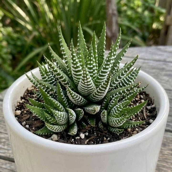 Green White Aloe Vera Plant Seeds for Planting | Heirloom Non-GMO Organic Garden Seeds High Germination