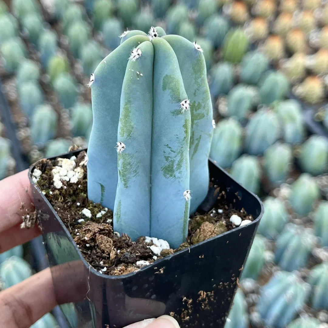 Blue Cactus herb seeds