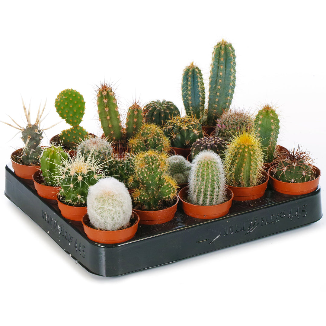 Cactus Various herb seeds