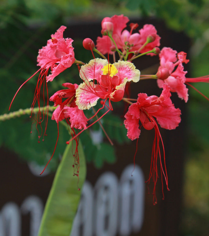 Caesalpinia Pulcherrima Flower Seeds – Heirloom, Non-GMO, High Germination Organic Garden Seeds for Planting
