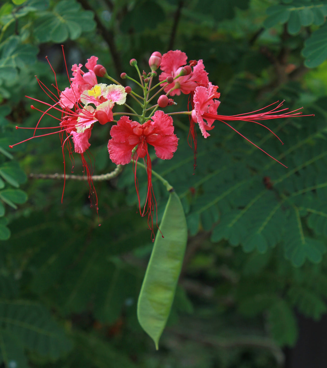 Caesalpinia Pulcherrima Flower Seeds – Heirloom, Non-GMO, High Germination Organic Garden Seeds for Planting