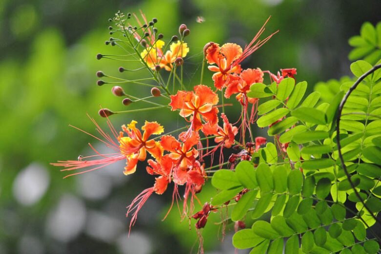 Orange Caesalpinia Flower Seeds – Heirloom, Non-GMO, High Germination Seeds for Planting, Organic Garden Seeds