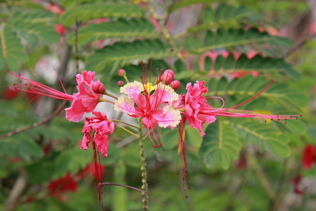 Caesalpinia Pulcherrima Flower Seeds – Heirloom, Non-GMO, High Germination Organic Garden Seeds for Planting