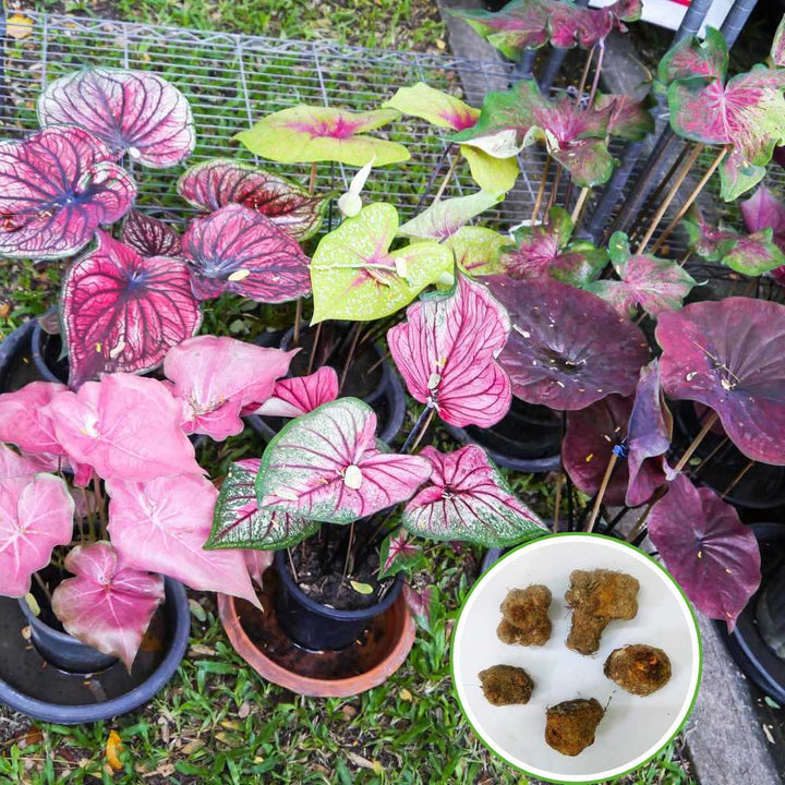 Mixed Caladium Flower Seeds – Heirloom, Non-GMO, High Germination Seeds