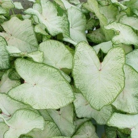 White Caladium Flower Seeds – Heirloom, Non-GMO, High Germination Seeds for Planting, Organic Garden Seeds