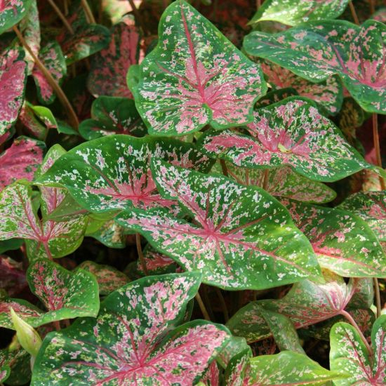 Caladium Bicolor Flower Seeds For Planting Pink Green – Heirloom, Non-GMO, High Germination Seeds Organic Garden Seeds