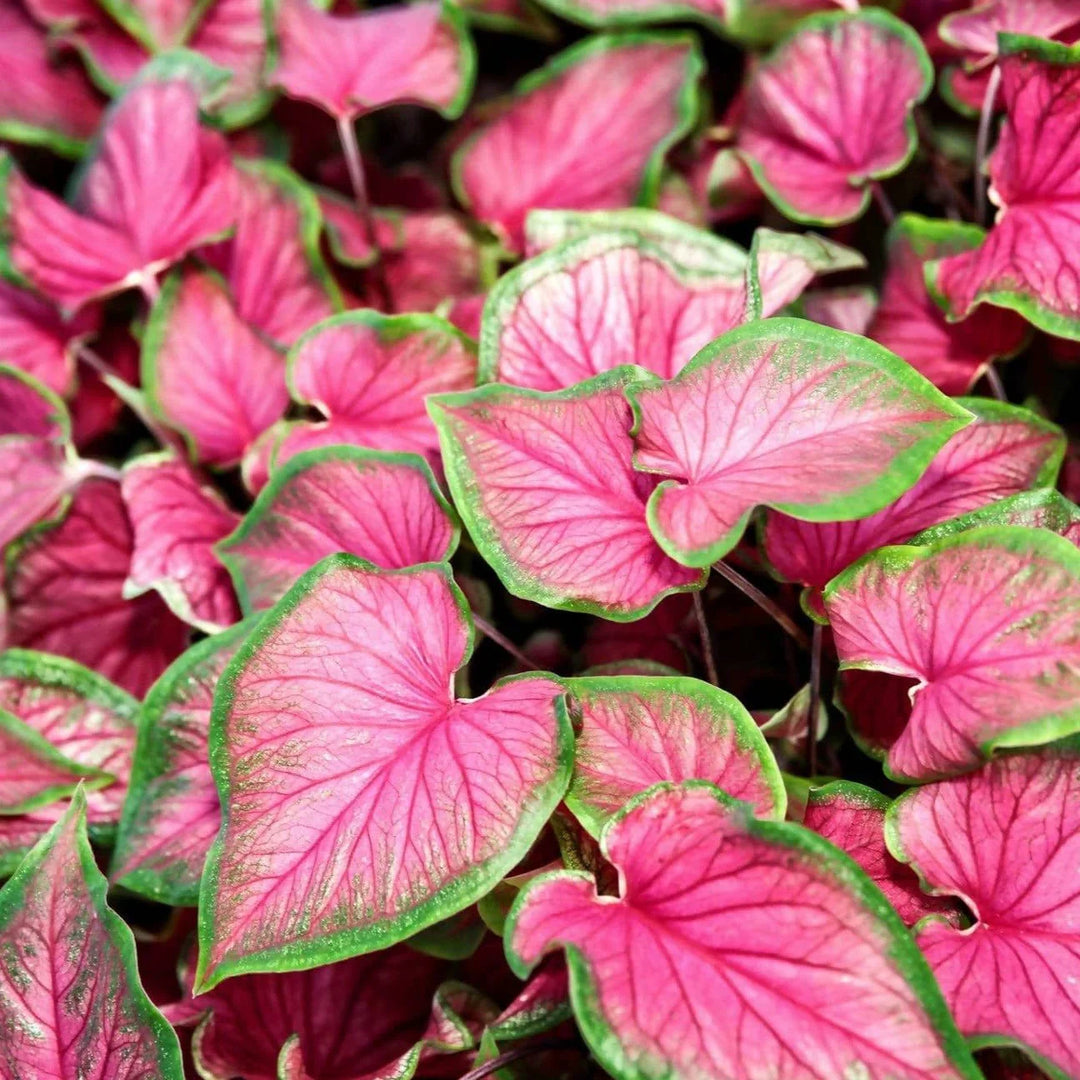 florida caladium flower seeds