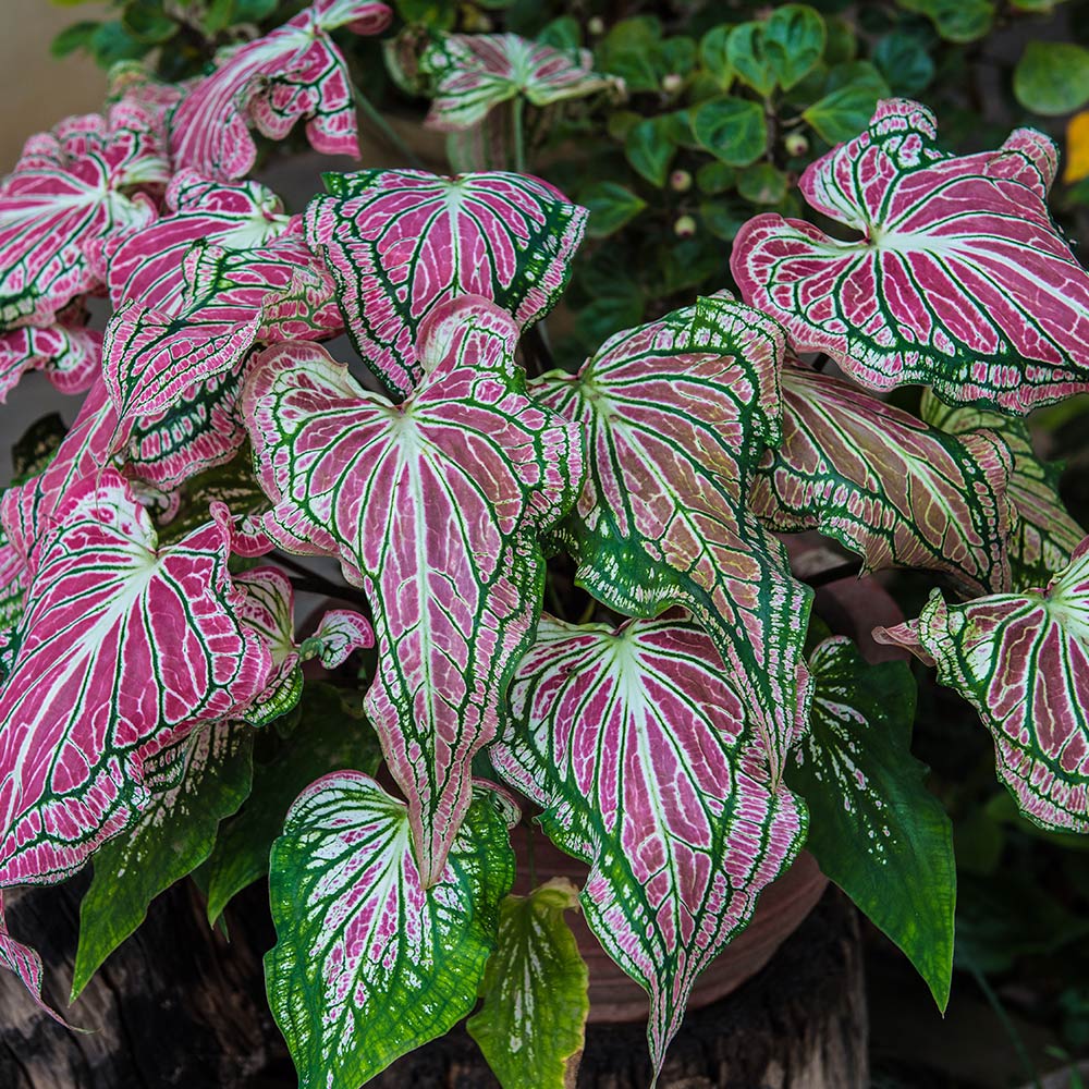 Caladium Caladium herb seeds