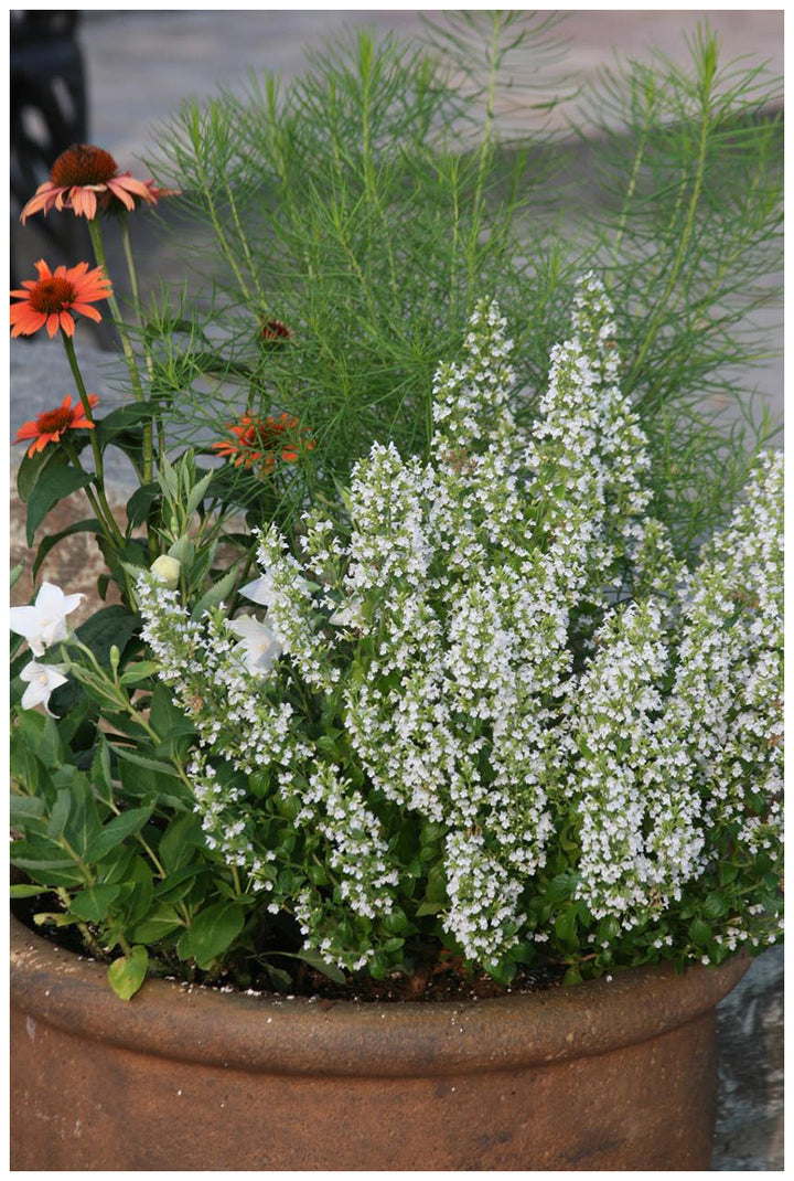 White Calamintha Nepeta Flower Seeds – Heirloom Non-GMO High Germination