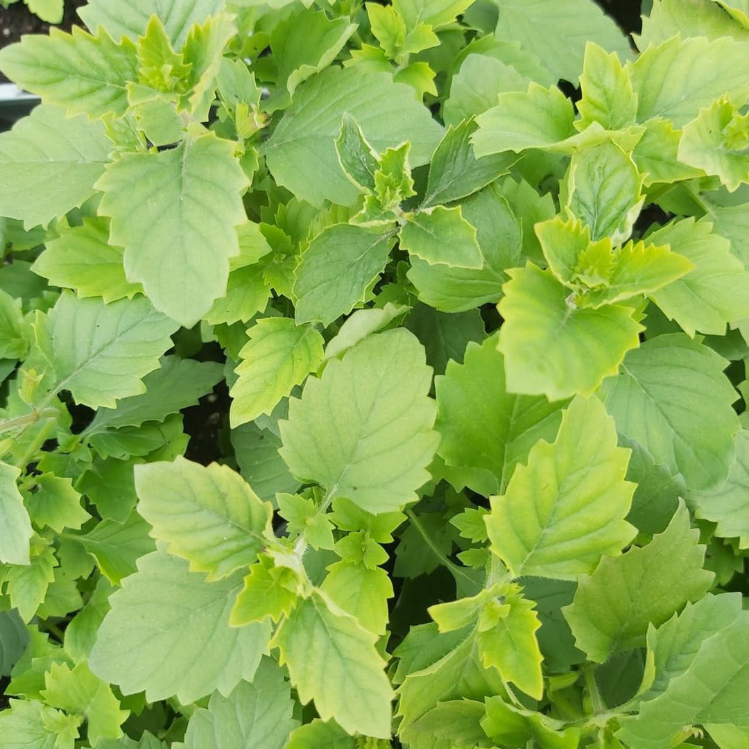 Green Calamintha herb seeds