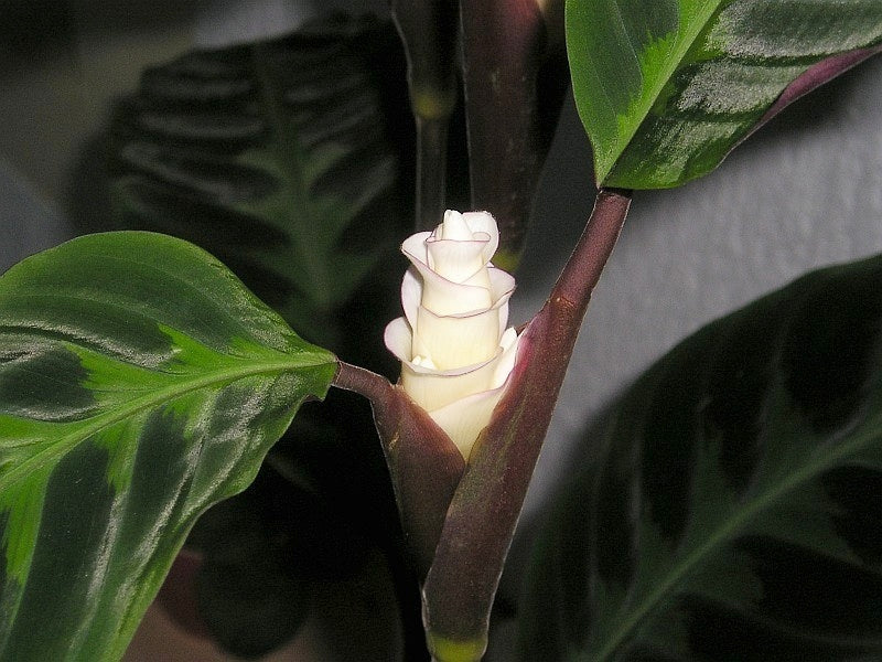 Calathea Warscewiczii Flower Seeds – Heirloom, Non-GMO, High Germination Organic Garden Seeds
