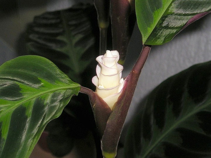 Calathea Warscewiczii Flower Seeds – Heirloom, Non-GMO, High Germination Organic Garden Seeds