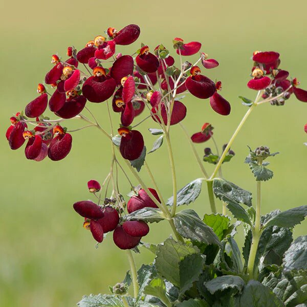 Maroon Calceolaria Flower Seeds – Heirloom, Non-GMO, High Germination, Organic Garden Seeds