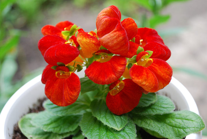 Red Calceolaria Flower Seeds – Heirloom, Non-GMO, High Germination, Organic Garden Seeds