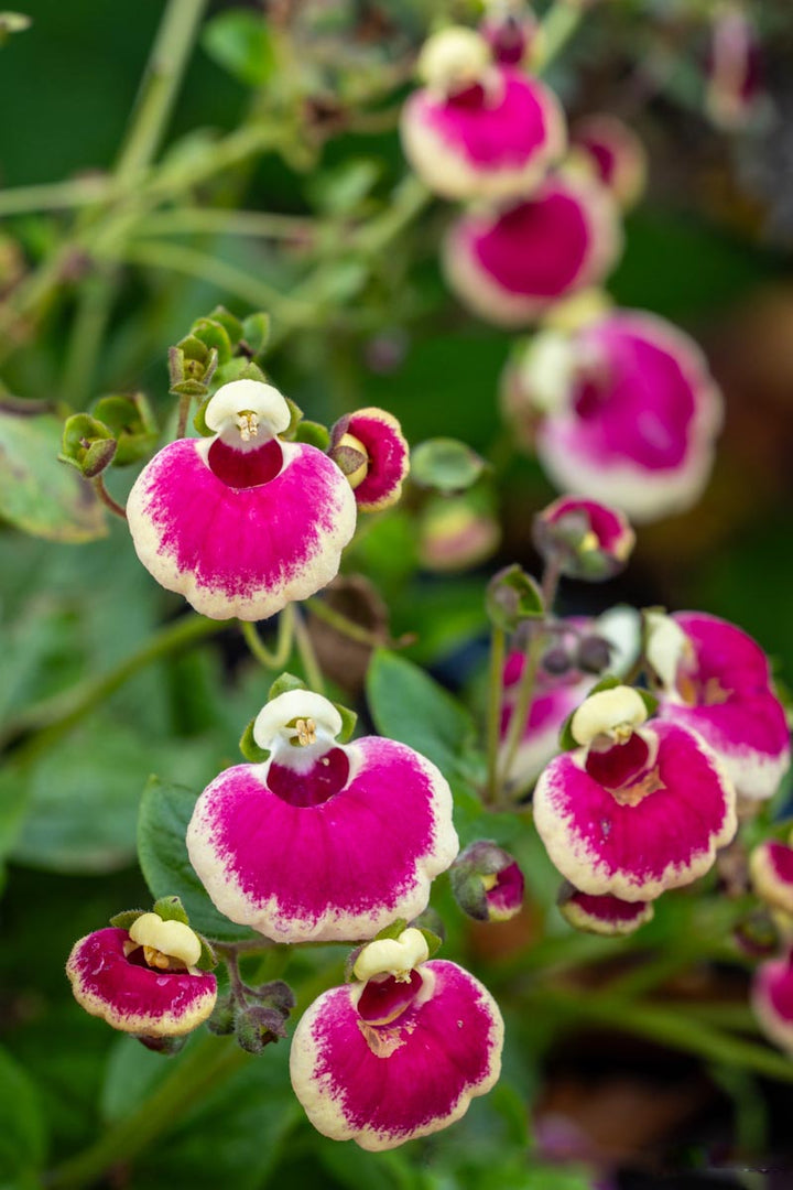 Pink Giant Calceolaria Flower Seeds – Heirloom, Non-GMO, High Germination Seeds