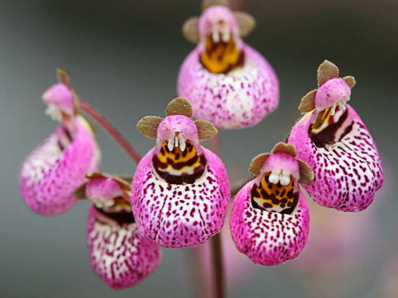 Pink Calceolaria Flower Seeds – Heirloom, Non-GMO, High Germination Organic Garden Seeds