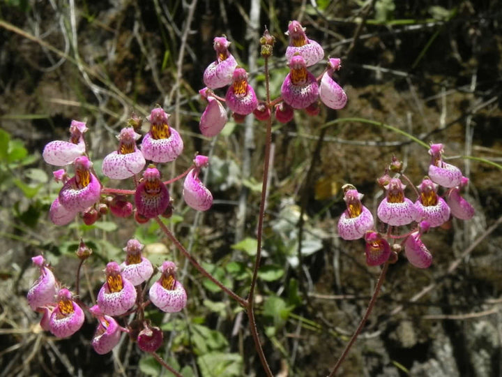 Pink Calceolaria Flower Seeds – Heirloom, Non-GMO, High Germination Organic Garden Seeds