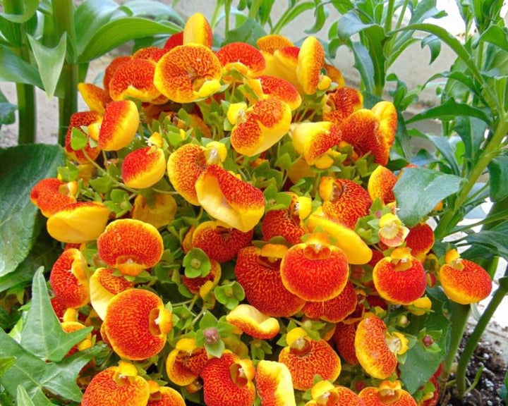 Yellow Orange Giant Calceolaria Flower Seeds – Heirloom, Non-GMO Seeds