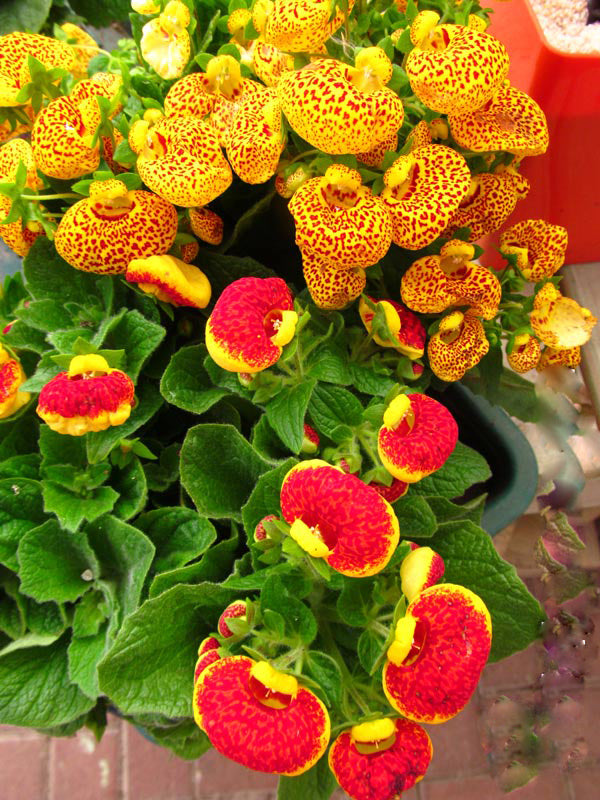 Calceolaria Flower Perennial Seeds – Heirloom, Non-GMO, High Germination, Organic Garden Seeds