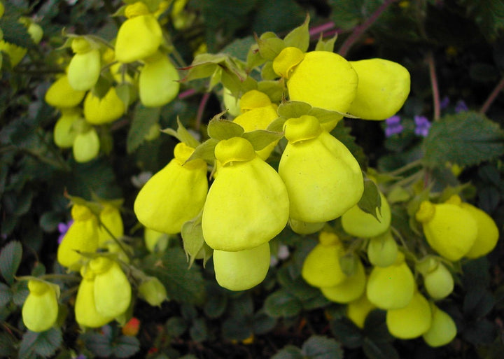 Calceolaria Flower Seeds For Planting Yellow – Heirloom, Non-GMO, High Germination Seeds