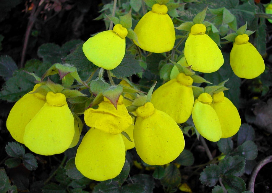 Calceolaria Flower Seeds For Planting Yellow – Heirloom, Non-GMO, High Germination Seeds