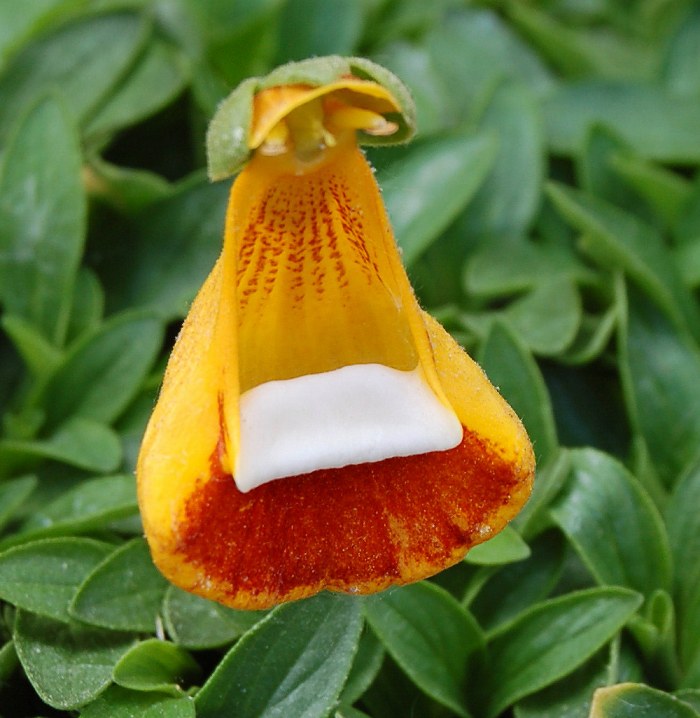 Calceolaria Uniflora Flower Seeds – Heirloom, Non-GMO, High Germination Organic Garden Seeds
