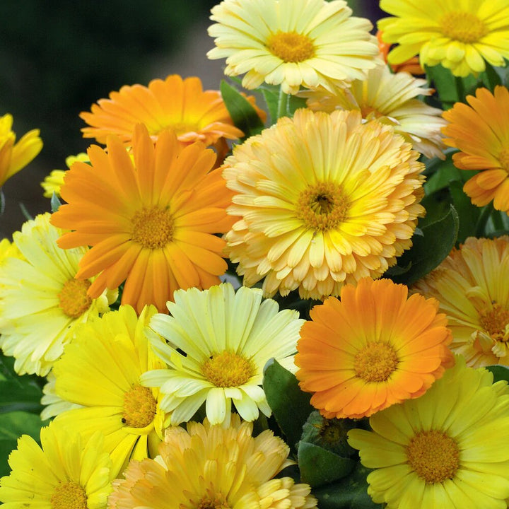 Calendula Flower Seeds Mixed – Heirloom, Non-GMO, High Germination Organic Garden Seeds