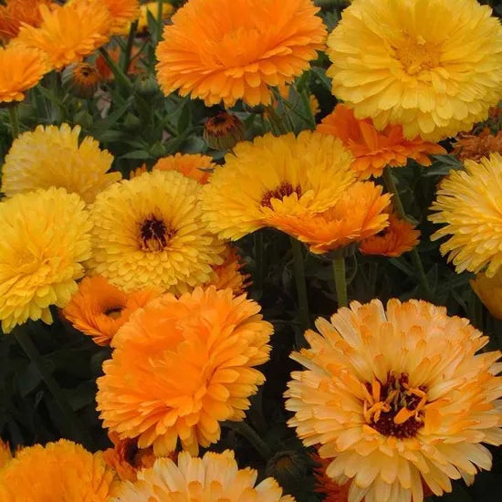 calendulaofficinalisbiennialflowersheirloomnongmohighgerminationorganicgarden flower seeds